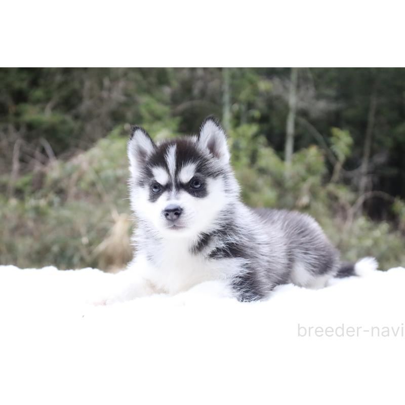 販売中の栃木県のシベリアンハスキー-456261の2枚目
