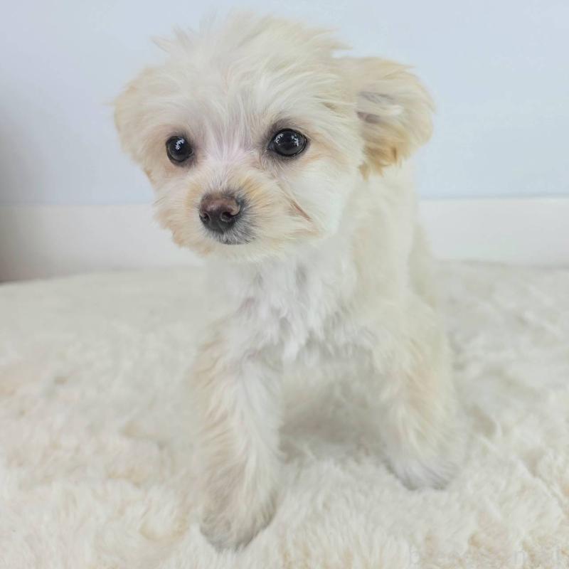 販売中の茨城県のマルプー:マルチーズ×トイプードル-456263の6枚目