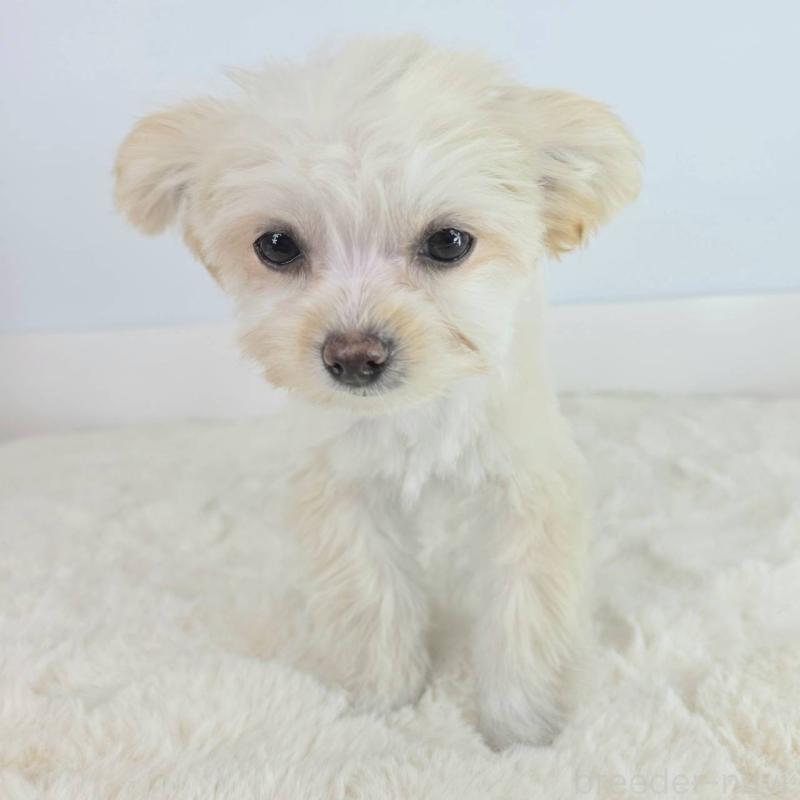 販売中の茨城県のマルプー:マルチーズ×トイプードル-456263の4枚目