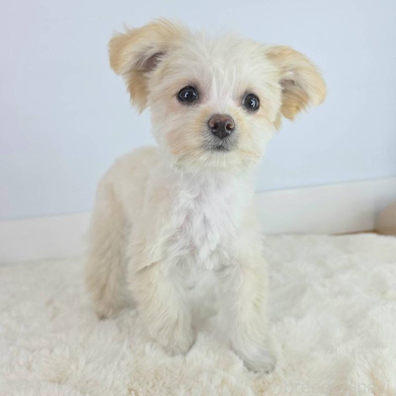 販売中の茨城県のマルプー:マルチーズ×トイプードル-456263の3枚目