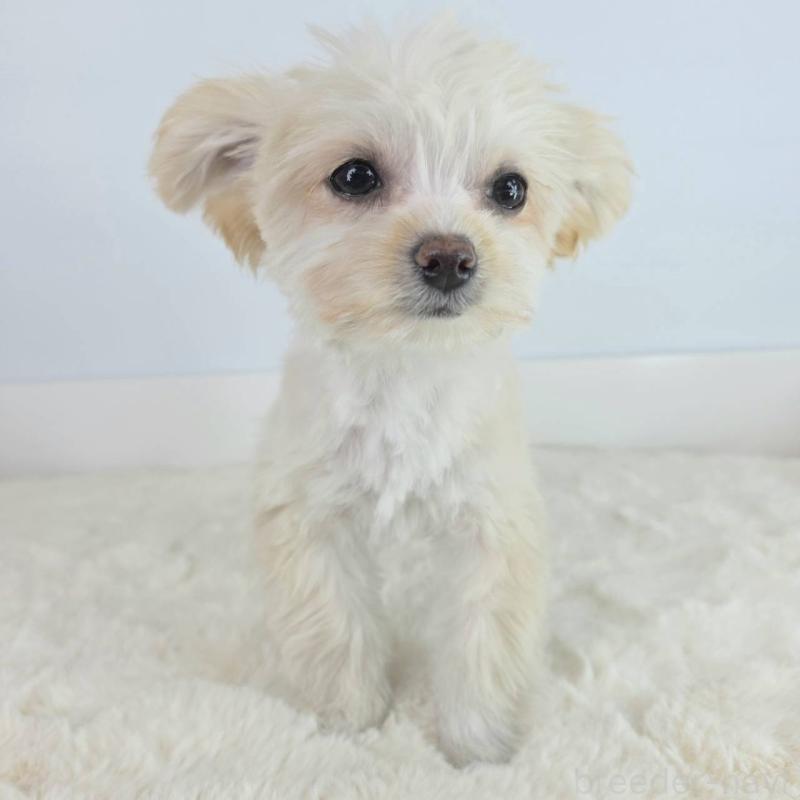 販売中の茨城県のマルプー:マルチーズ×トイプードル-456263の2枚目