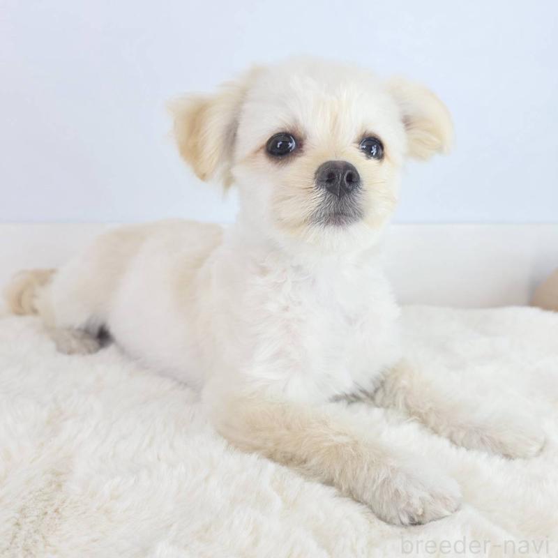 販売中の茨城県のマルプー:マルチーズ×トイプードル-456264の5枚目