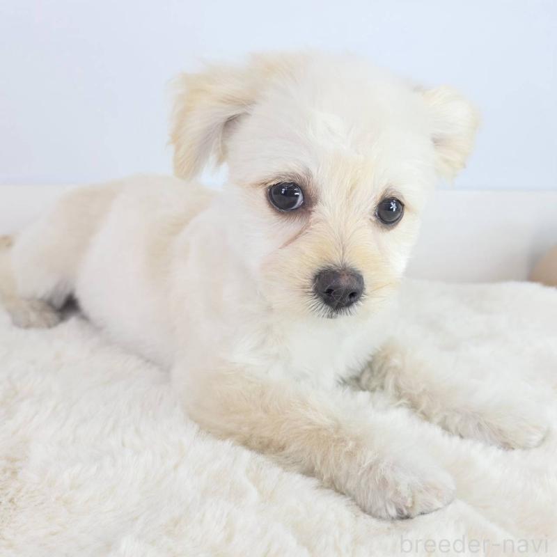 販売中の茨城県のマルプー:マルチーズ×トイプードル-456264の4枚目