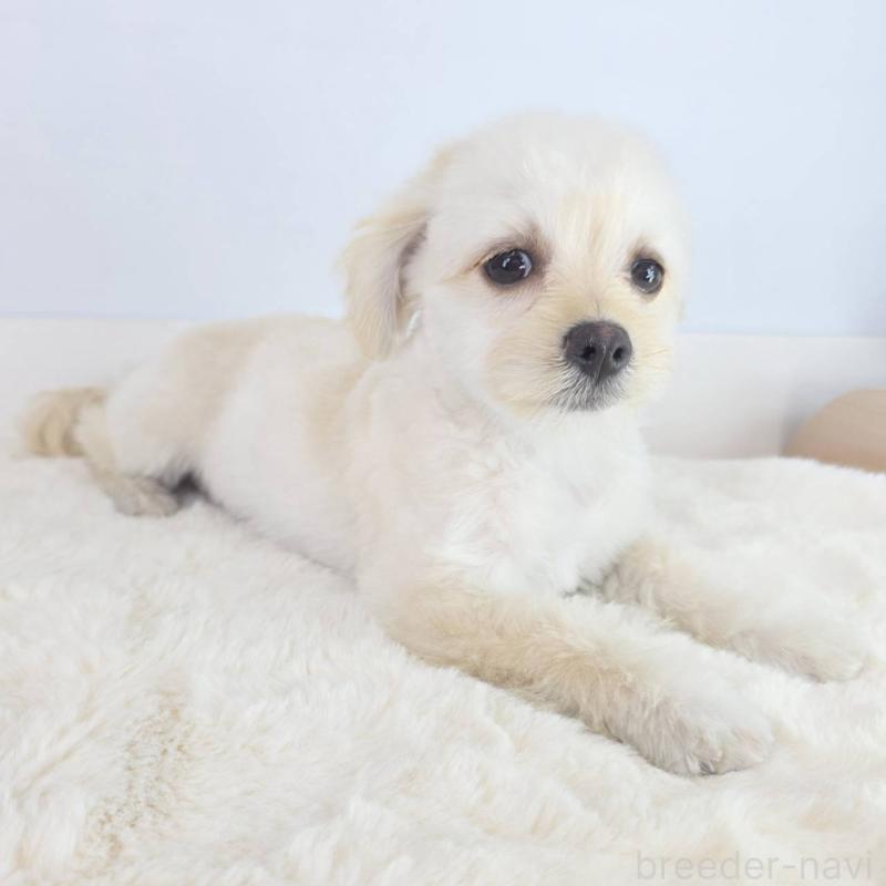 販売中の茨城県のマルプー:マルチーズ×トイプードル-456264の3枚目