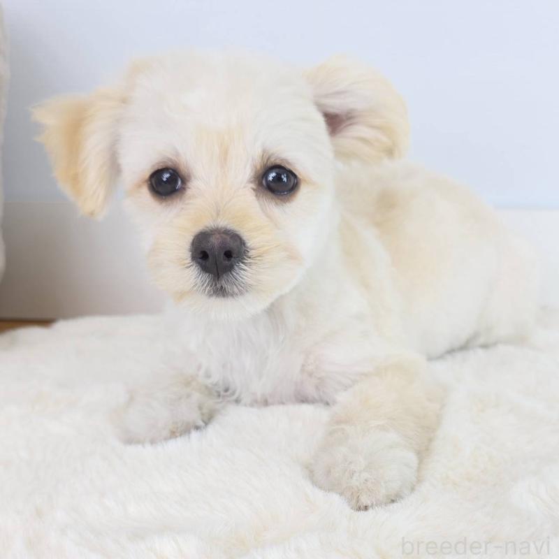 販売中の茨城県のマルプー:マルチーズ×トイプードル-456264の2枚目