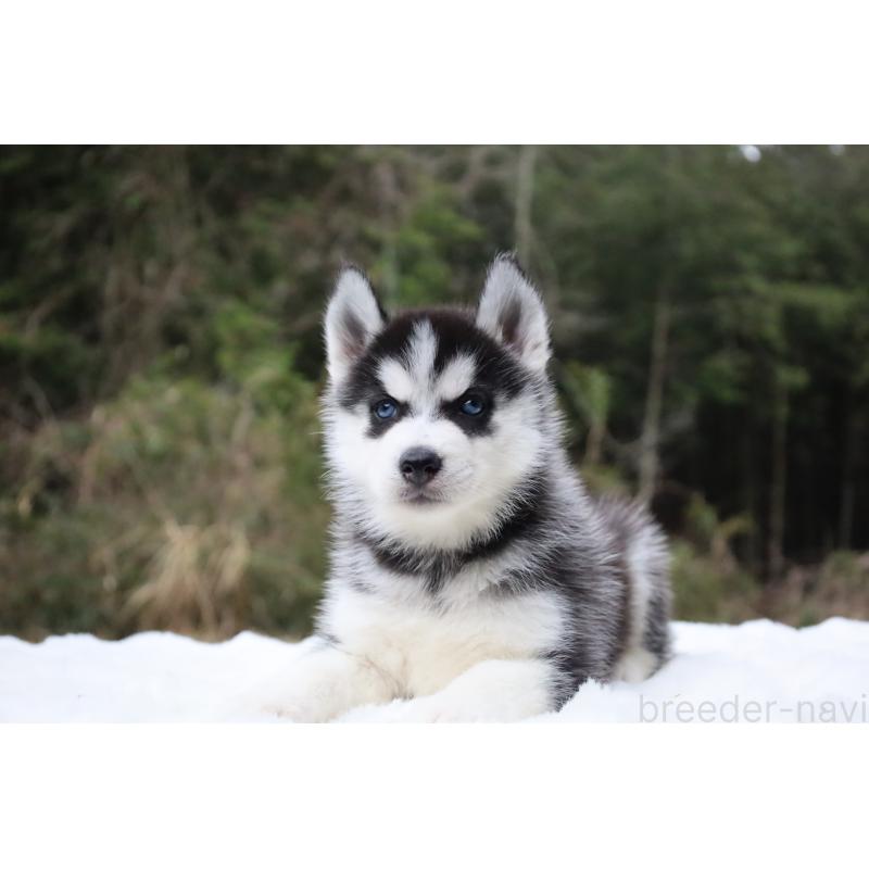販売中の栃木県のシベリアンハスキー-456265の16枚目