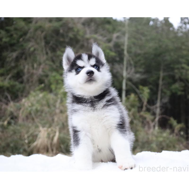 販売中の栃木県のシベリアンハスキー-456265の15枚目