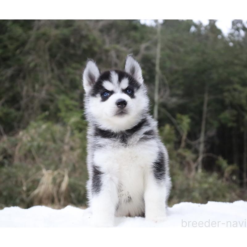 販売中の栃木県のシベリアンハスキー-456265の14枚目