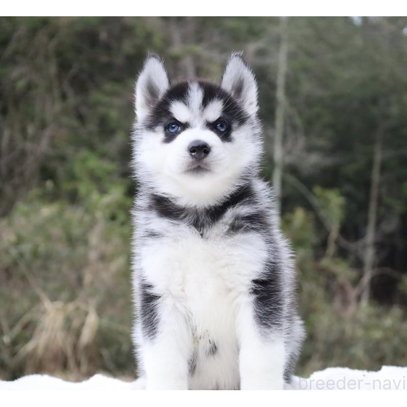 販売中の栃木県のシベリアンハスキー-456265