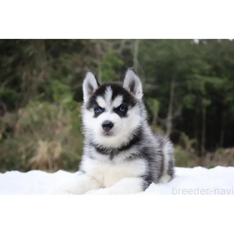 販売中の栃木県のシベリアンハスキー-456265の13枚目