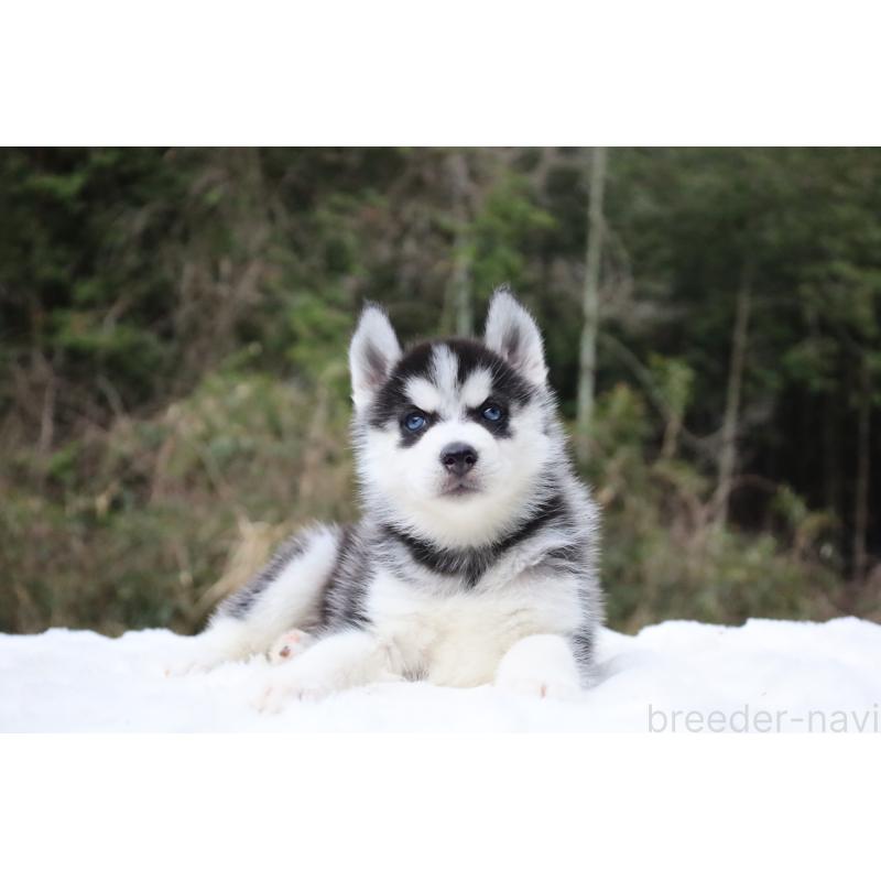 販売中の栃木県のシベリアンハスキー-456265の12枚目