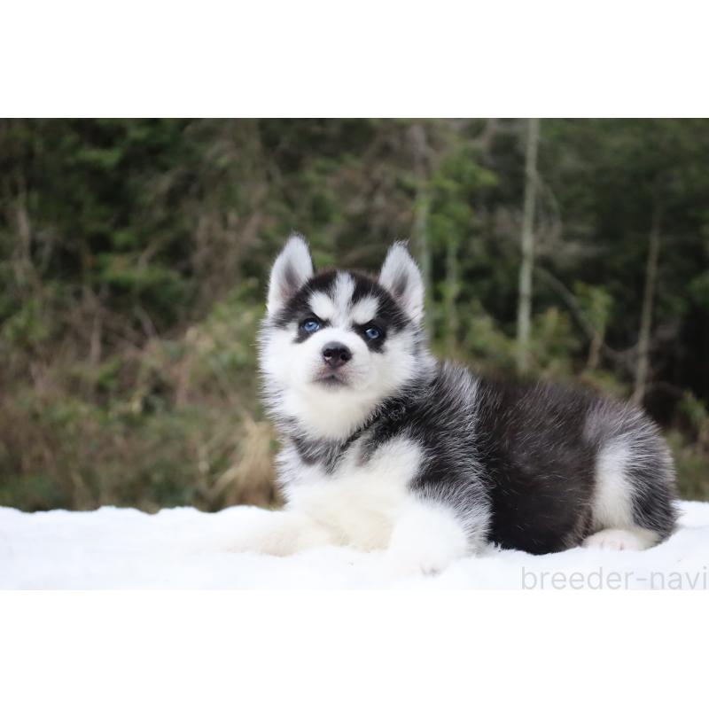 販売中の栃木県のシベリアンハスキー-456265の11枚目