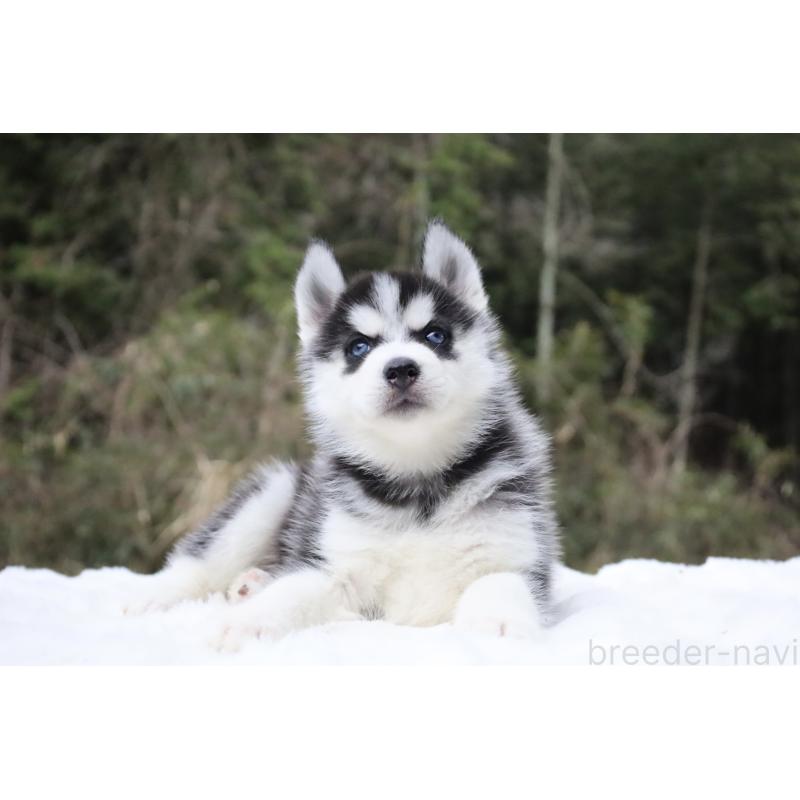販売中の栃木県のシベリアンハスキー-456265の10枚目