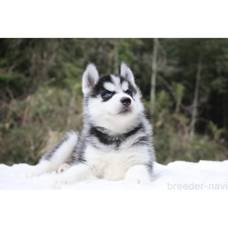 販売中の栃木県のシベリアンハスキー-456265の9枚目