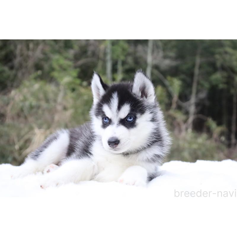 販売中の栃木県のシベリアンハスキー-456265の8枚目