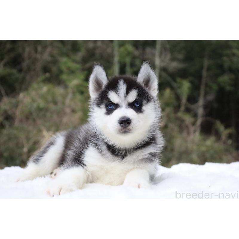 販売中の栃木県のシベリアンハスキー-456265の7枚目