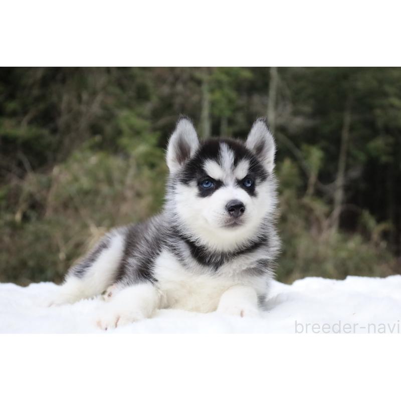 販売中の栃木県のシベリアンハスキー-456265の6枚目