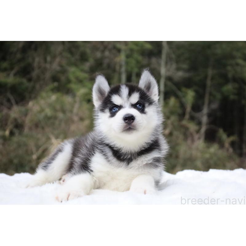 販売中の栃木県のシベリアンハスキー-456265の5枚目