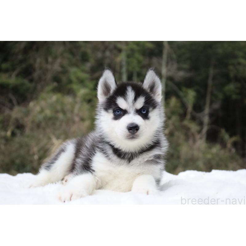 販売中の栃木県のシベリアンハスキー-456265の4枚目
