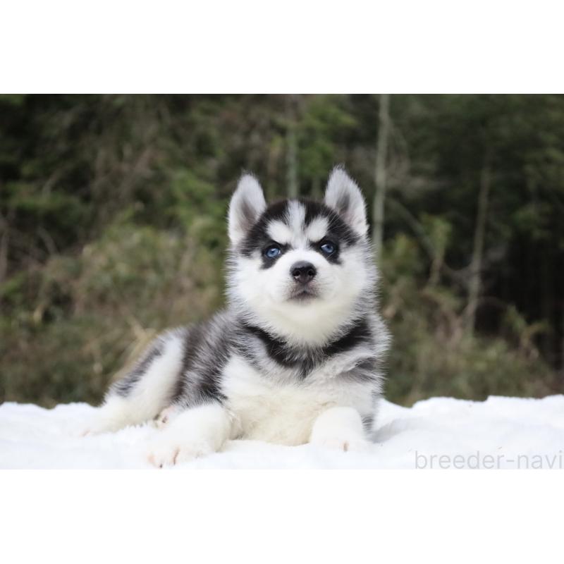 販売中の栃木県のシベリアンハスキー-456265の3枚目