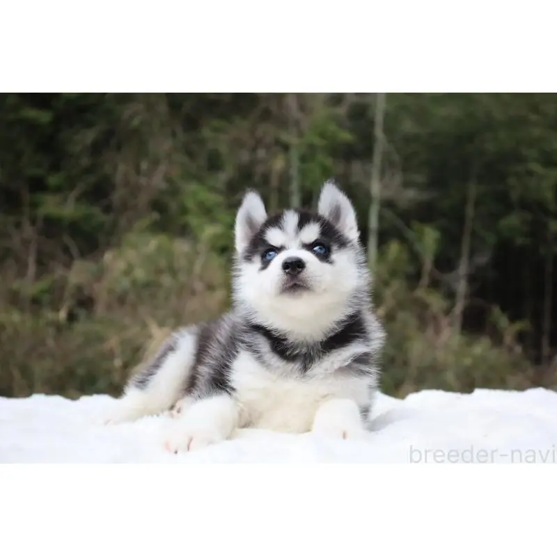 販売中の栃木県のシベリアンハスキー-456265の2枚目