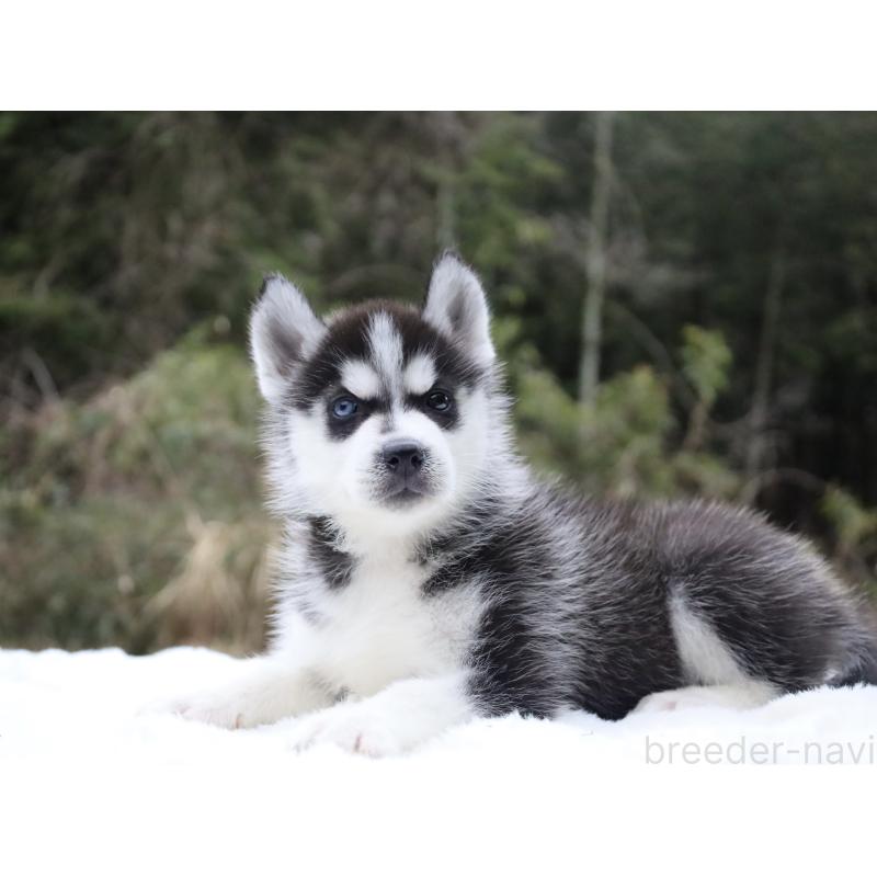 販売中の栃木県のシベリアンハスキー-456268の11枚目