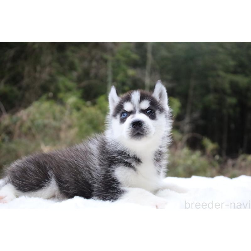 販売中の栃木県のシベリアンハスキー-456268の10枚目