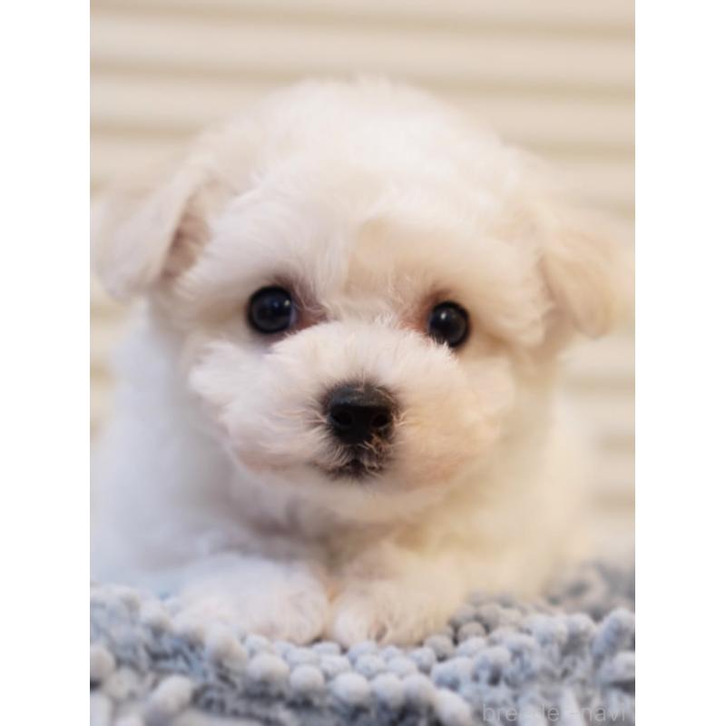 販売中の三重県のビションフリーゼ-456267の4枚目