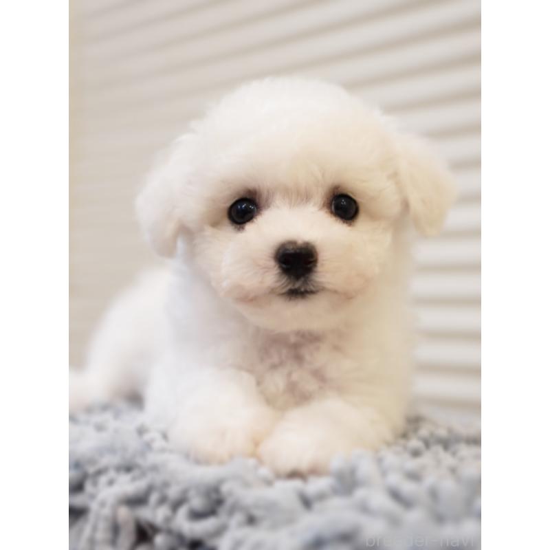 販売中の三重県のビションフリーゼ-456267の3枚目