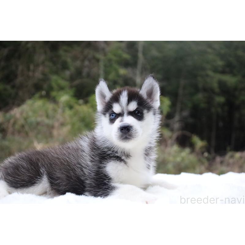 販売中の栃木県のシベリアンハスキー-456268の8枚目