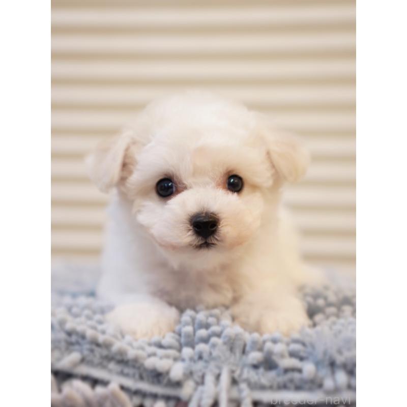 販売中の三重県のビションフリーゼ-456267の2枚目