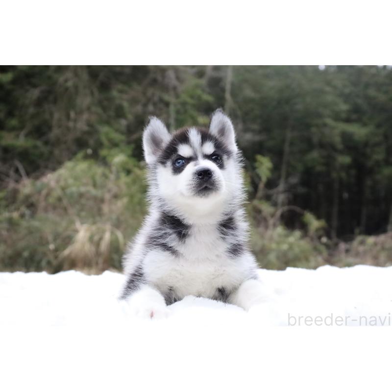 販売中の栃木県のシベリアンハスキー-456268の7枚目