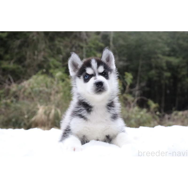 販売中の栃木県のシベリアンハスキー-456268の6枚目