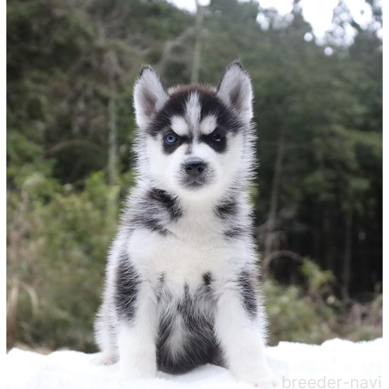 販売中の栃木県のシベリアンハスキー-456268の5枚目