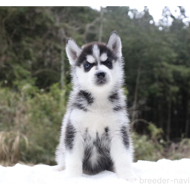 販売中の栃木県のシベリアンハスキー-456268の4枚目