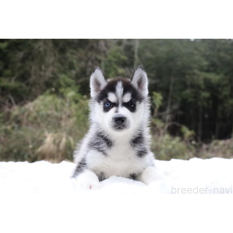 販売中の栃木県のシベリアンハスキー-456268の3枚目