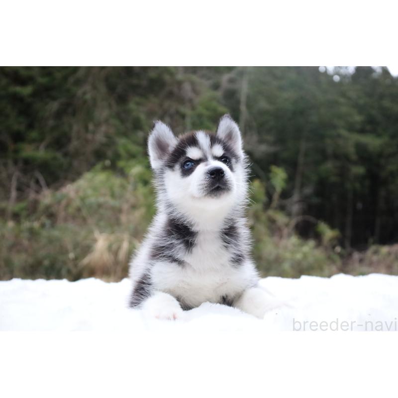 販売中の栃木県のシベリアンハスキー-456268の2枚目