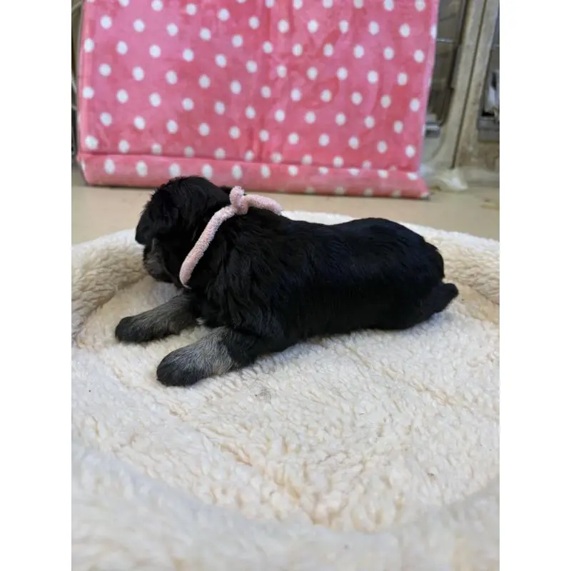 販売中の静岡県のミニチュアシュナウザー-456269の5枚目