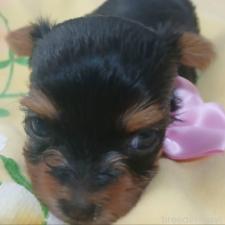 ♀︎ヨークシャーテリア