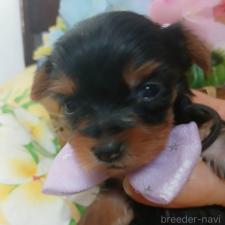 ♀︎ヨークシャーテリア