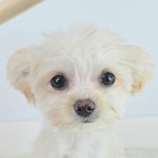 ♀︎マルプー:マルチーズ×トイプードル