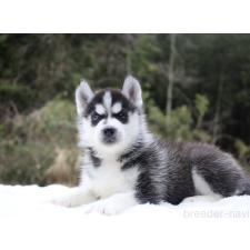 ♀︎シベリアンハスキー