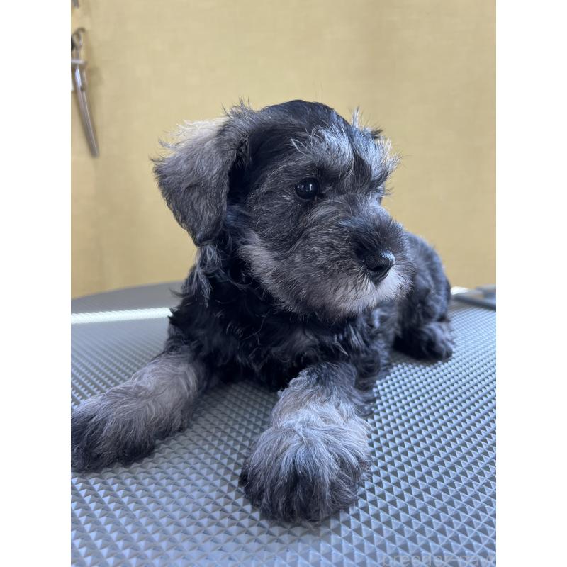 販売中の三重県のミニチュアシュナウザー-456270の6枚目