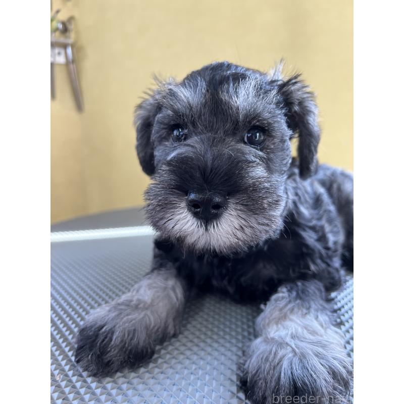 販売中の三重県のミニチュアシュナウザー-456270の5枚目