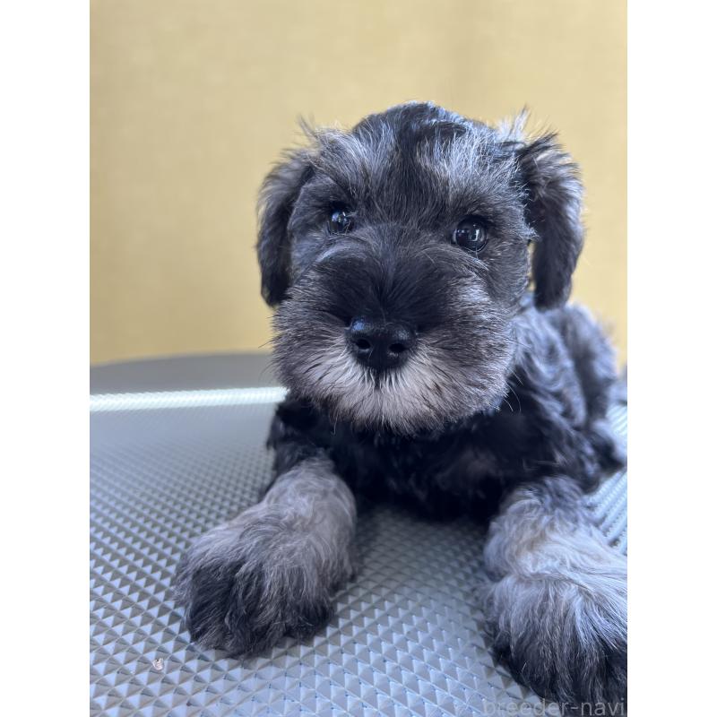 販売中の三重県のミニチュアシュナウザー-456270の4枚目