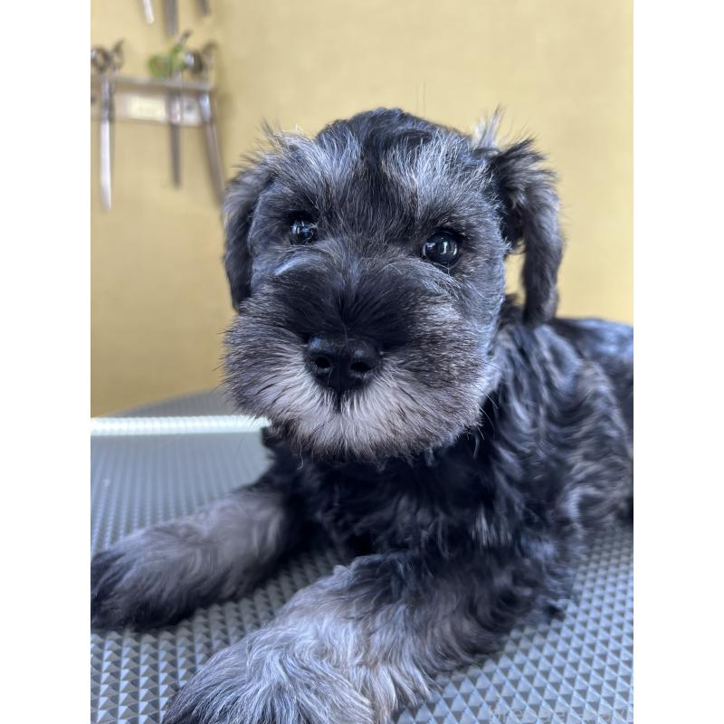 販売中の三重県のミニチュアシュナウザー-456270の3枚目