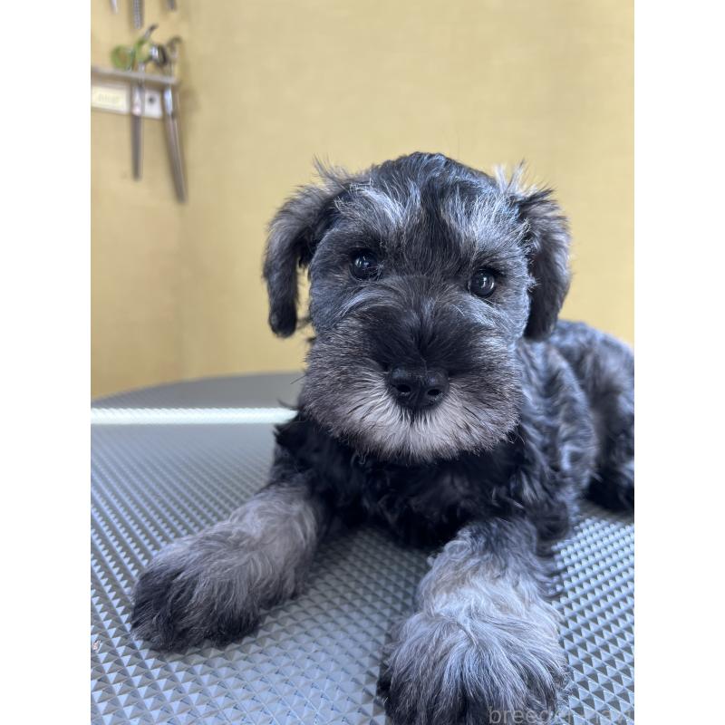 販売中の三重県のミニチュアシュナウザー-456270の2枚目