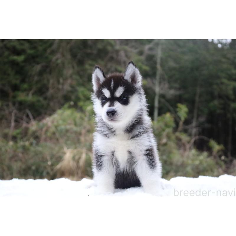 販売中の栃木県のシベリアンハスキー-456271の14枚目
