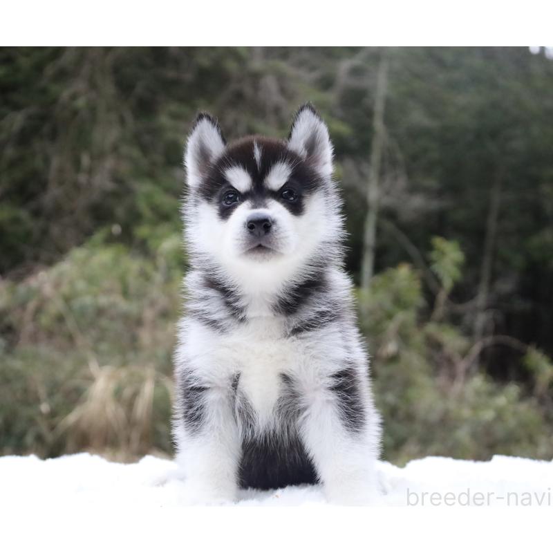 販売中の栃木県のシベリアンハスキー-456271の13枚目