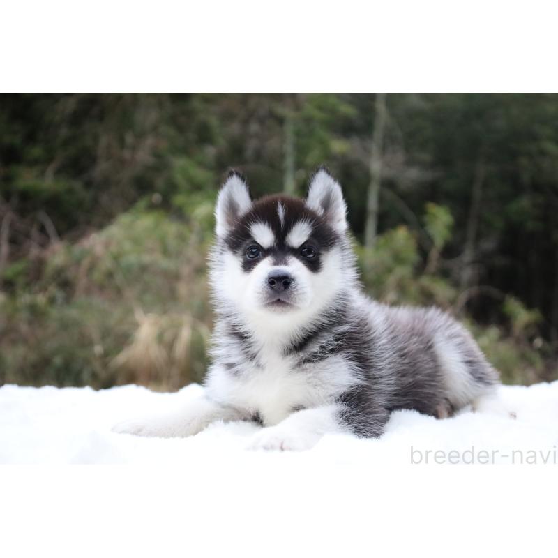 販売中の栃木県のシベリアンハスキー-456271の12枚目